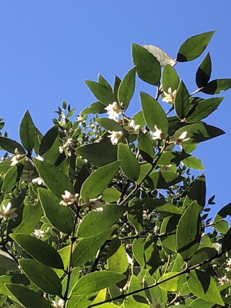 southern sassafras family