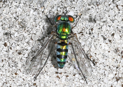 Condylostylus pruinosus