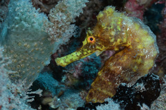Hippocampus reidi