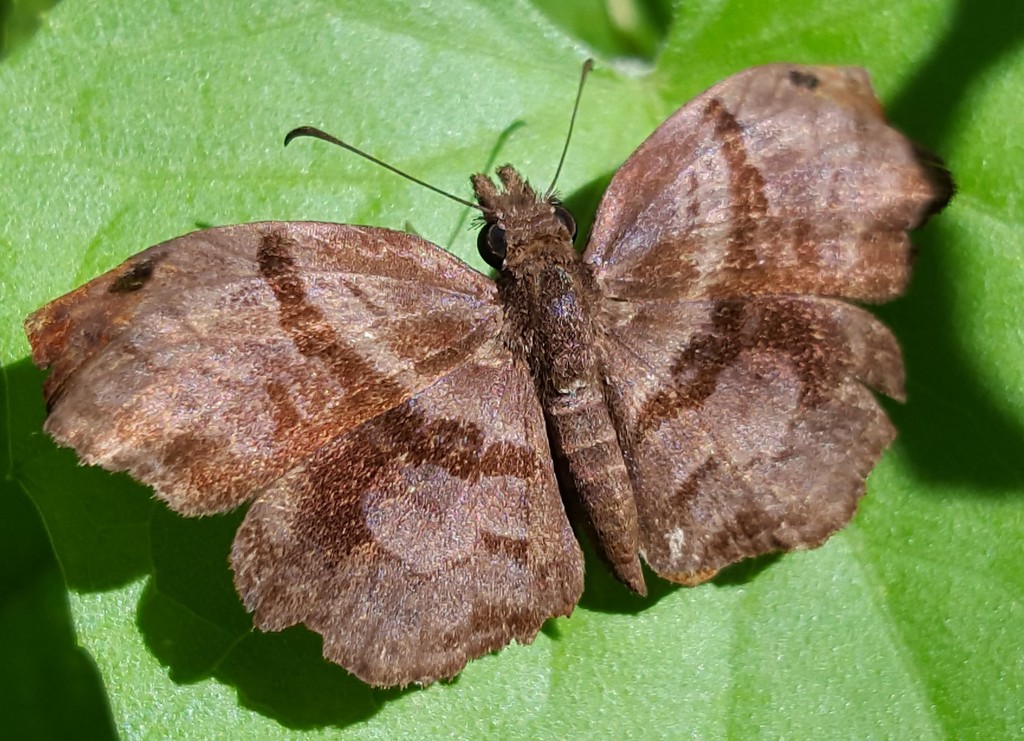 Helias phalaenoides