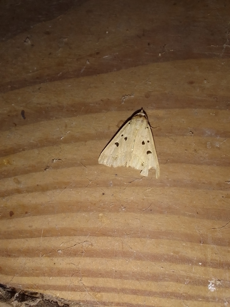 Scolecocampa atrosignata