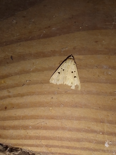 Scolecocampa atrosignata