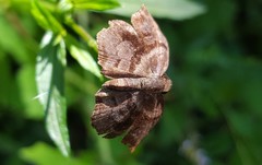 Helias phalaenoides palpalis