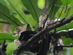 Natewa Silktail photo 5