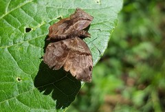 Helias phalaenoides palpalis