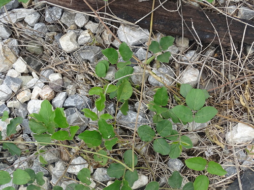 Image of Canavalia brasiliensis by (c) Alexis López Hernández, some rights reserved (CC BY)