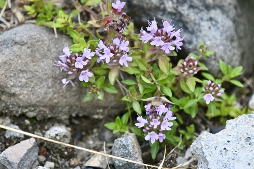 Image of Five-rib thyme by (c) Jiro Iguchi, some rights reserved (CC BY)