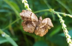 Helias phalaenoides palpalis