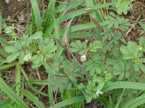 Image of Desmanthus virgatus by (c) Alexis López Hernández, some rights reserved (CC BY)