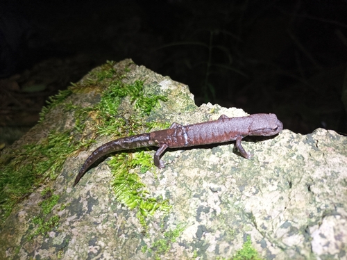 Coffee Grove Salamander, Aquiloeurycea cafetalera
