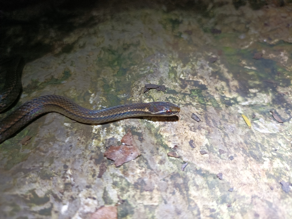 Forbes' Graceful Brown Snake
