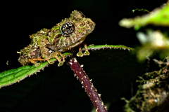 Pristimantis katoptroides