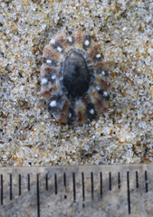 Cellana ornata