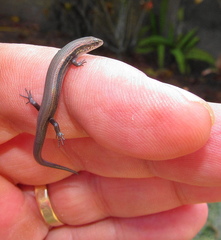 Panaspis wahlbergii