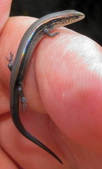 Panaspis wahlbergii
