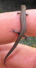 Panaspis wahlbergii
