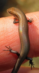 Panaspis wahlbergii