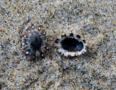 Cellana ornata