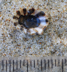 Cellana ornata