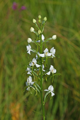 Habenaria linearifolia