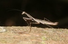 Rentz's Treerunner Mantis - Photo (c) James Bailey, some rights reserved (CC BY-NC), uploaded by James Bailey