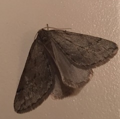 Paleacrita merriccata