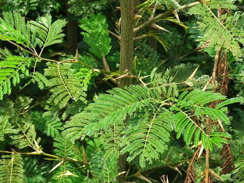 Image of Vachellia cornigera by (c) Alexis López Hernández, some rights reserved (CC BY)