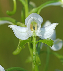 Habenaria linearifolia