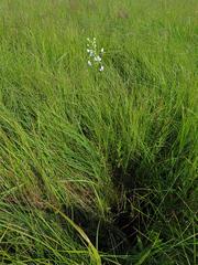 Habenaria linearifolia