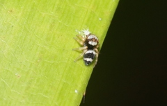 Euryattus bleekeri