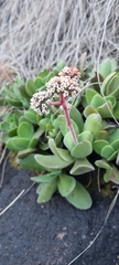 Crassula swaziensis image