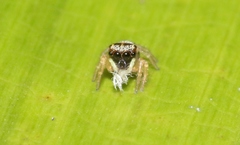 Euryattus bleekeri