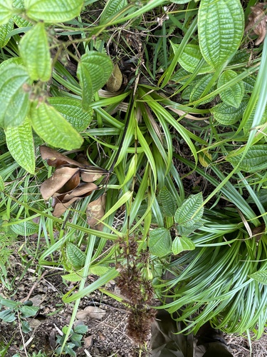 Rhynchospora sclerioides observed 2023-08-06