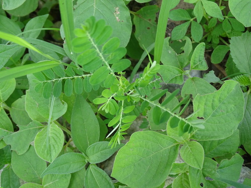 Image of Niruri (Phyllanthus niruri) by (c) Alexis López Hernández, some rights reserved (CC BY)