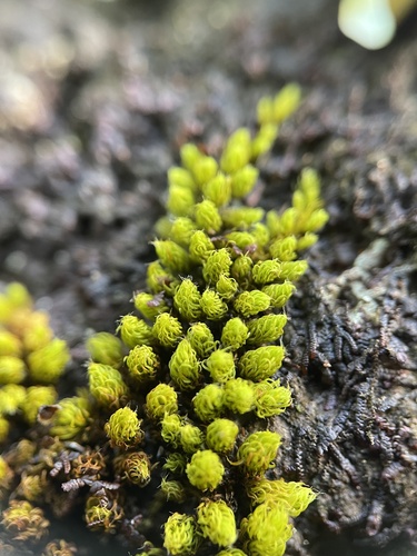 Macromitrium piliferum