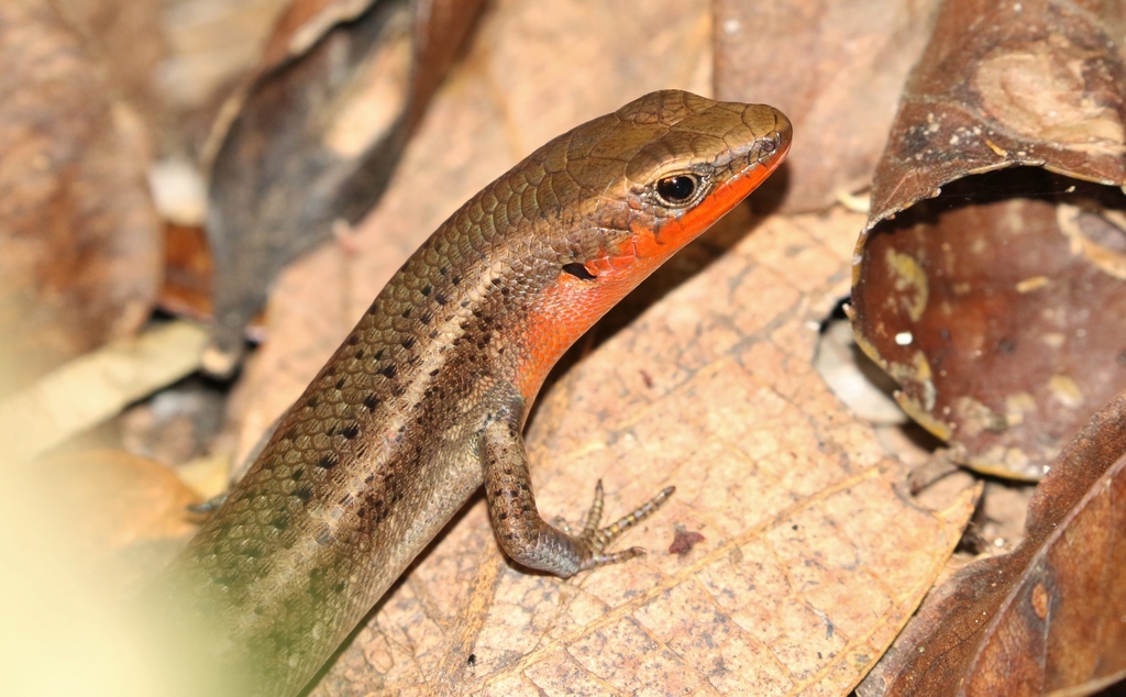 Northern Red-Throated Rainbow Skink