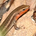 Northern Red-throated Rainbow-Skink - Photo (c) James Bailey, some rights reserved (CC BY-NC), uploaded by James Bailey