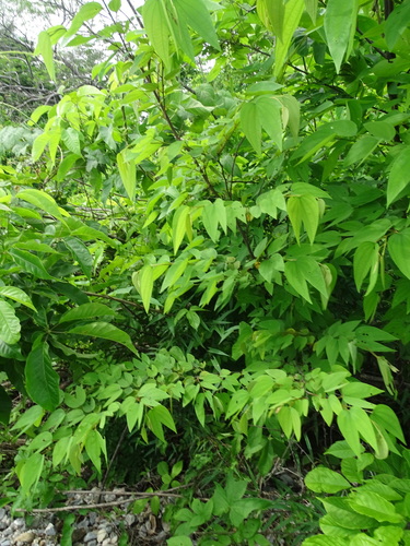 Image of Bauhinia ungulata by (c) Alexis López Hernández, some rights reserved (CC BY)