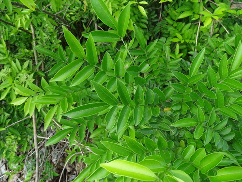Image of Andira inermis by (c) Alexis López Hernández, some rights reserved (CC BY)