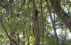 Callithrix jacchus × penicillata