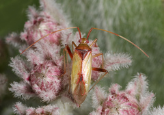 Creontiades rubrinervis