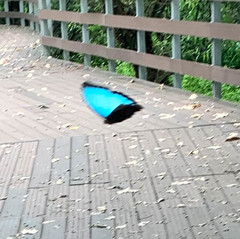 Morpho helenor maculata