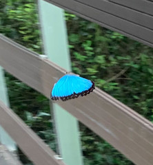 Morpho helenor maculata