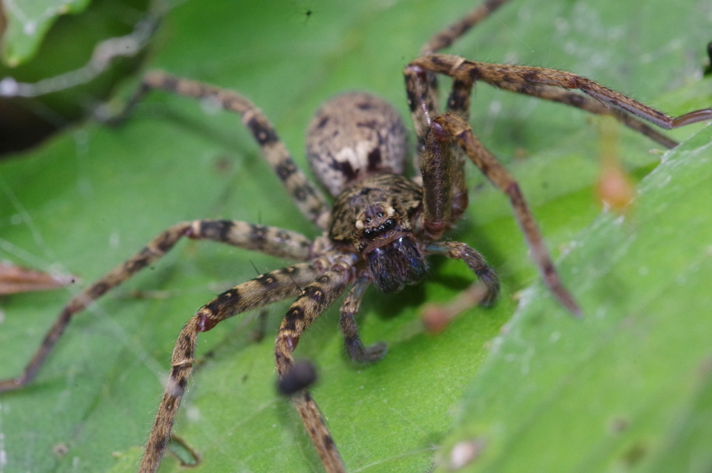 Sinopoda forcipata from 日本、〒3960403 長野県伊那市長谷黒河内 on July 9, 2023 at 11