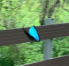 Morpho helenor maculata