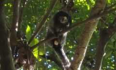 Callithrix jacchus × penicillata