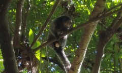 Callithrix jacchus × penicillata