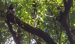 Callithrix jacchus × penicillata