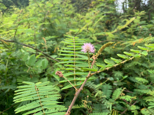 Mimosa pigra (Mimosa pigra)