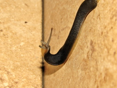 Laevicaulis natalensis natalensis
